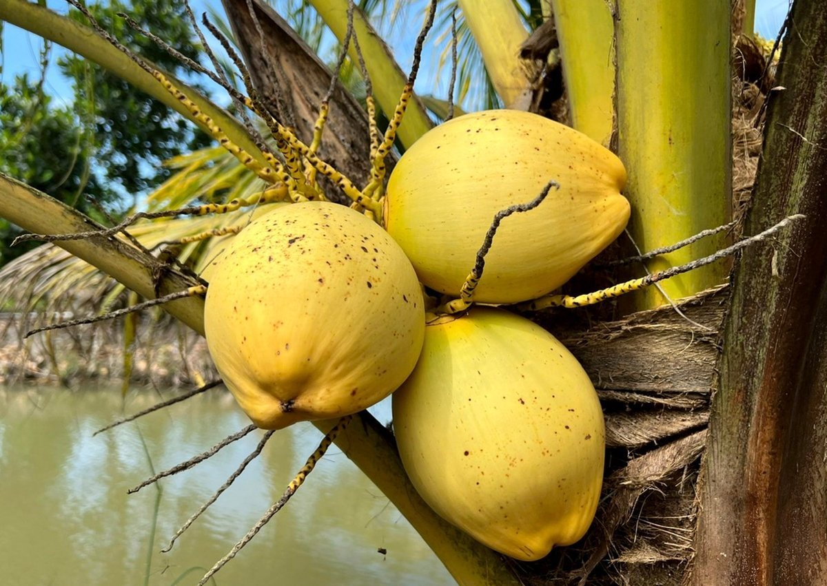 Fresh coconuts from Vietnam are seeing export growth this year. Photo: Thanh Son.