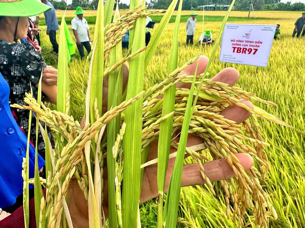 Lúa TBR97 khoe hạt trong mô hình trình diễn tại cánh đồng thôn Trinh Long Khánh (xã An Lương, Gia Lai). Ảnh: V.Đ.T. Lúa TBR97 khoe hạt trong mô hình trình diễn tại cánh đồng thôn Trinh Long Khánh (xã An Lương, Gia Lai). Ảnh: V.Đ.T.