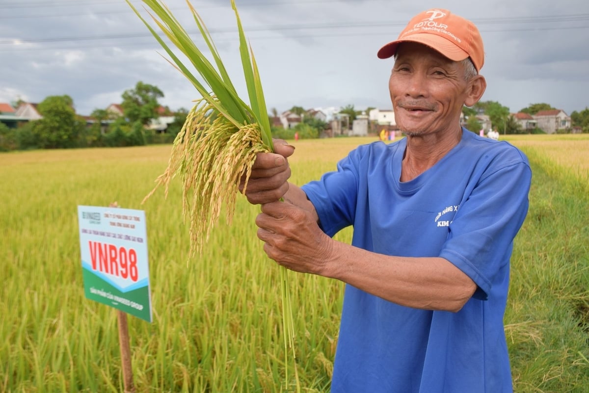 Ông Nguyễn Văn Cuộc bên đám ruộng sản xuất giống VNR98 của mình. Ảnh: V.Đ.T. Ông Nguyễn Văn Cuộc bên đám ruộng sản xuất giống VNR98 của mình. Ảnh: V.Đ.T.