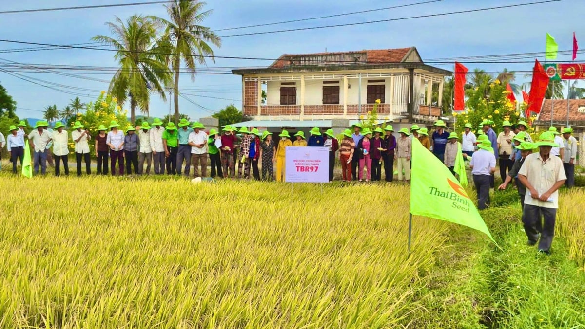 Nông dân tham quan mô hình trình diễn giống lúa TBR97 tại cánh đồng thôn Trinh Long Khánh (xã An Lương, Gia Lai). Ảnh: V.Đ.T. Nông dân tham quan mô hình trình diễn giống lúa TBR97 tại cánh đồng thôn Trinh Long Khánh (xã An Lương, Gia Lai). Ảnh: V.Đ.T.