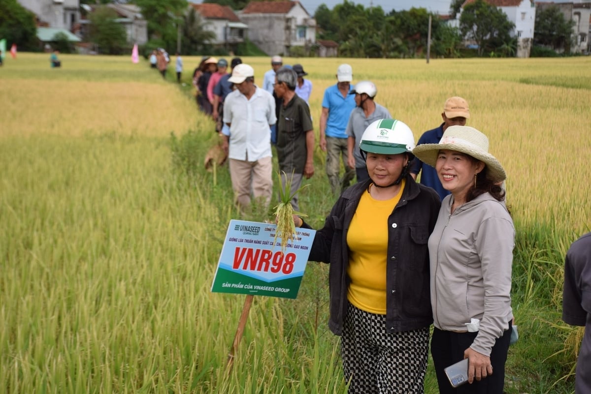 Nông dân tham quan cánh đồng khảo nghiệm giống lúa VNR98 của VinaSeed tại Hòa Lạc (xã Tây Sơn). Ảnh: V.Đ.T. Nông dân tham quan cánh đồng khảo nghiệm giống lúa VNR98 của VinaSeed tại Hòa Lạc (xã Tây Sơn). Ảnh: V.Đ.T.