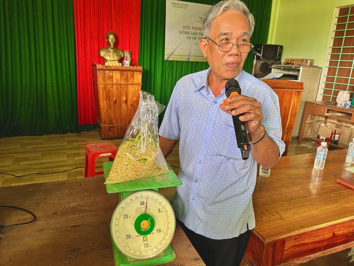 Kết quả gặt thống kê giống lúa TBR97 trong mô hình trình diễn tại cánh đồng thôn Trinh Long Khánh (xã An Lương, Gia Lai) đạt 500kg/sào. Ảnh: V.Đ.T. Kết quả gặt thống kê giống lúa TBR97 trong mô hình trình diễn tại cánh đồng thôn Trinh Long Khánh (xã An Lương, Gia Lai) đạt 500kg/sào. Ảnh: V.Đ.T.