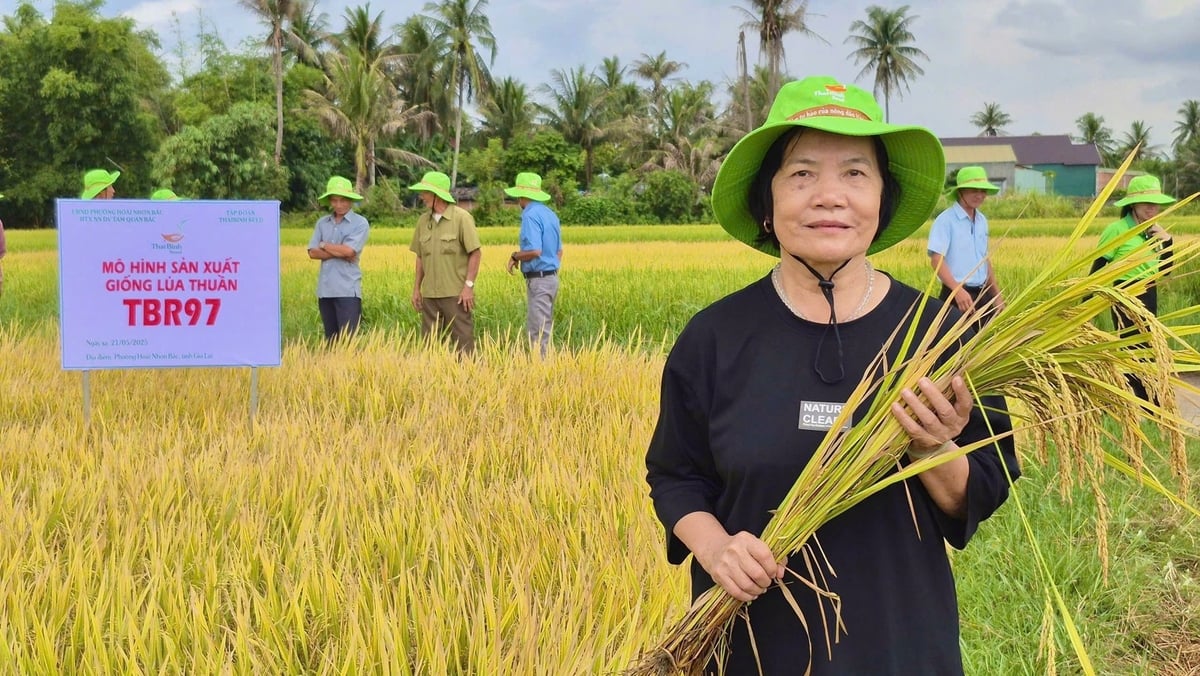 Chị Nguyễn Thị Sơn ở khu phố Phước Dĩnh (phường Hoài Nhơn Bắc) đã gắn bó với giống TBR97 bốn năm nay. Ảnh: V.Đ.T. Chị Nguyễn Thị Sơn ở khu phố Phước Dĩnh (phường Hoài Nhơn Bắc) đã gắn bó với giống TBR97 bốn năm nay. Ảnh: V.Đ.T.