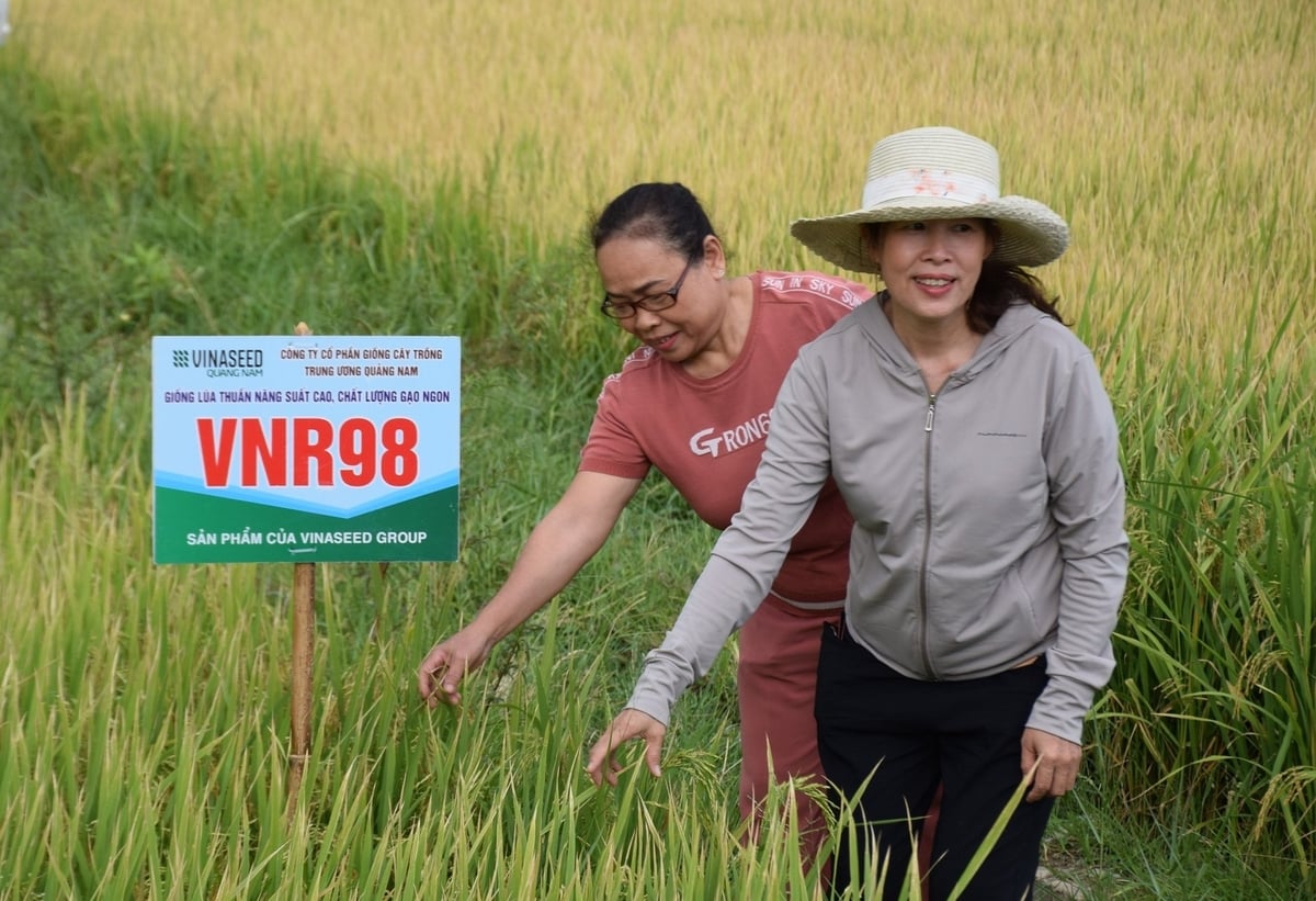 Hai thôn nữ này sau khi đi tham quan cánh đồng lúa VNR98 trong vụ hè thu 2026 sẽ mua giống này về sản xuất vì mê giống này cứng cây chống đổ ngã và năng suất cao. Ảnh: V.Đ.T. Hai thôn nữ này sau khi đi tham quan cánh đồng lúa VNR98 trong vụ hè thu 2026 sẽ mua giống này về sản xuất vì mê giống này cứng cây chống đổ ngã và năng suất cao. Ảnh: V.Đ.T.