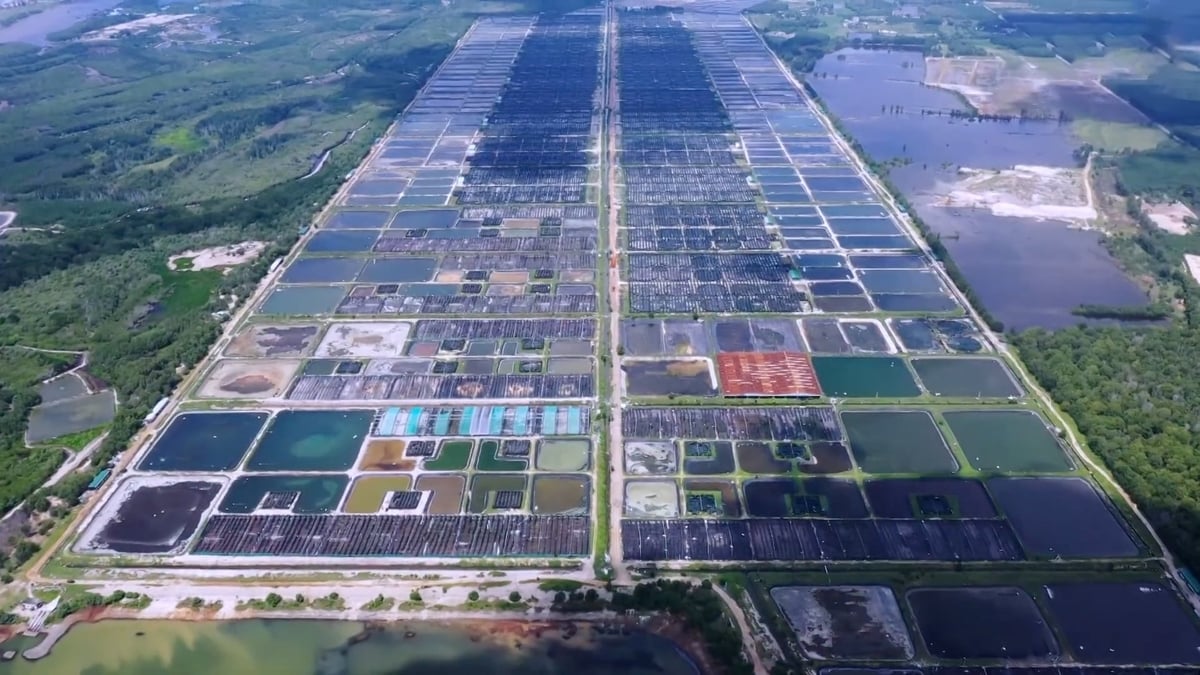 Hệ thống ao nuôi, ao ương và các hồ chứa nước của Minh Phú Lộc An rộng khoảng 300ha. Ảnh: Lê Bình. Hệ thống ao nuôi, ao ương và các hồ chứa nước của Minh Phú Lộc An rộng khoảng 300ha. Ảnh: Lê Bình.
