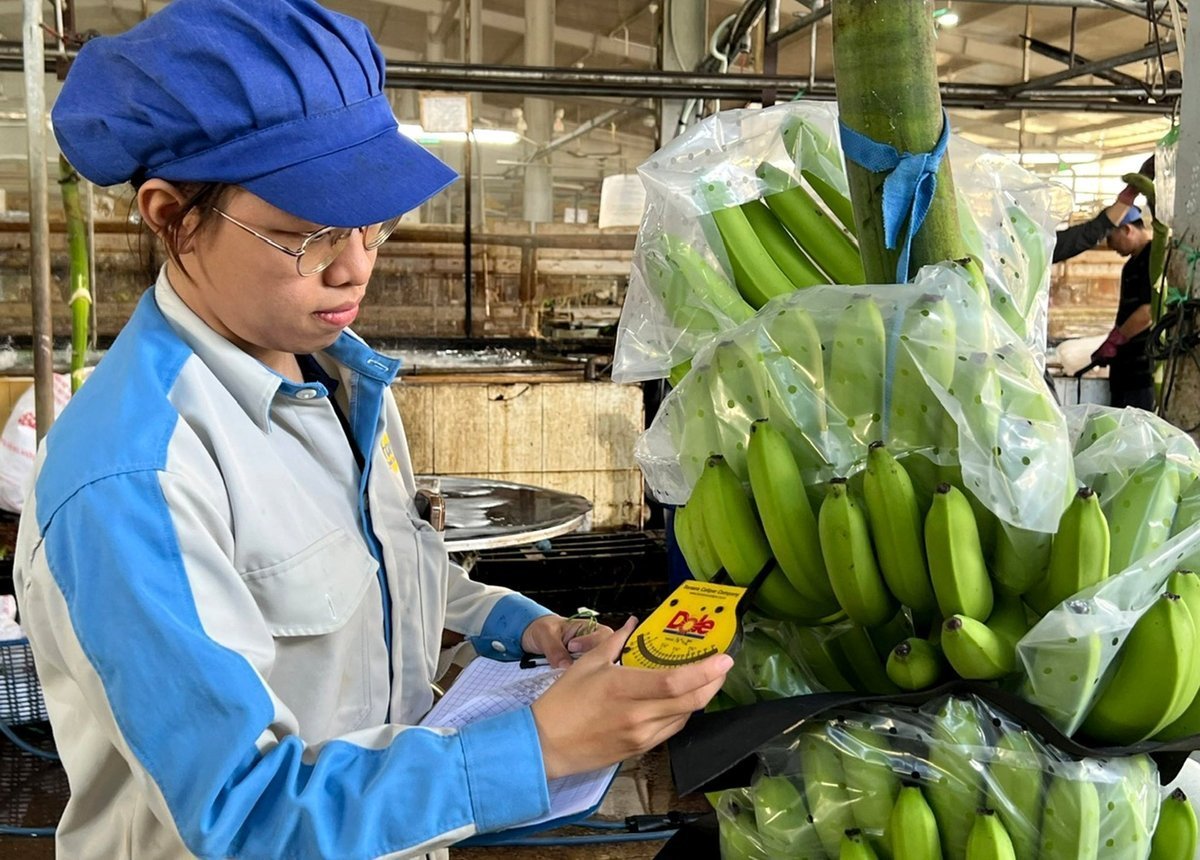 Banana exports at Unifarm. Photo: Thanh Son.