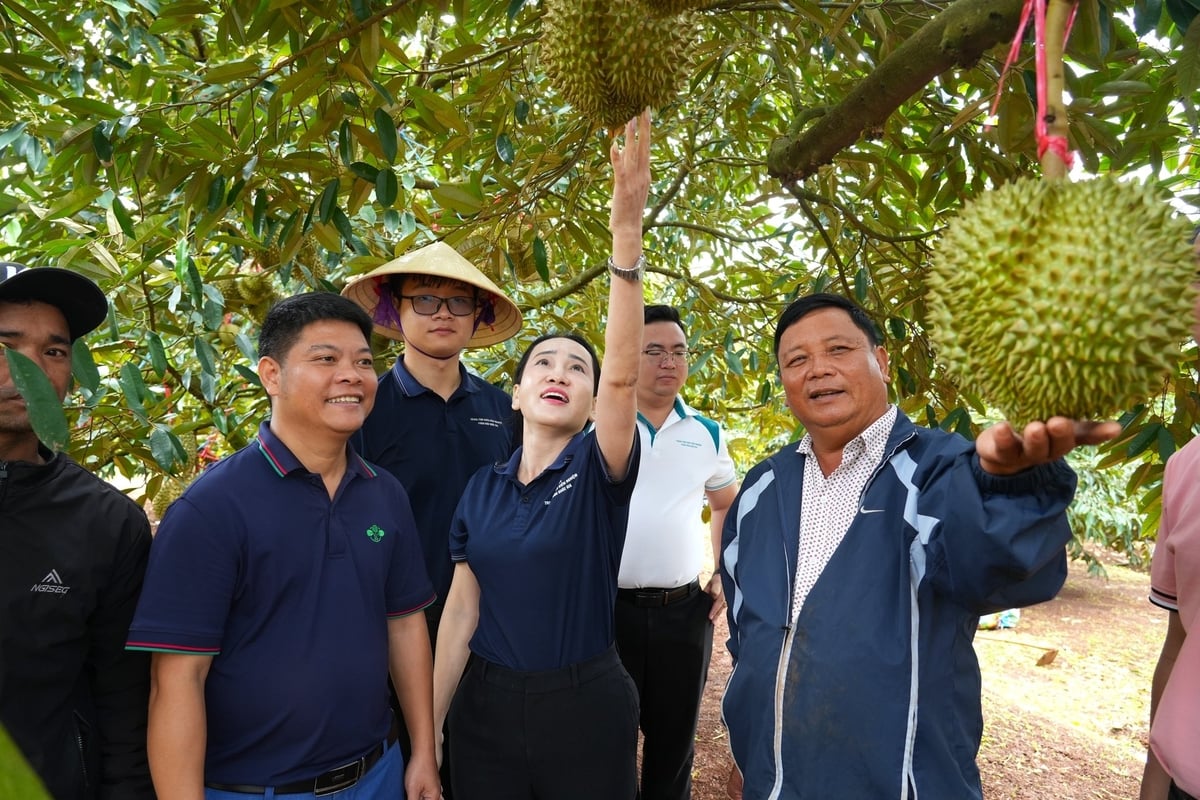 Mô hình khảo kiểm nghiệm vật tư đầu vào của Công ty Cổ phần Supe phốt phát và hóa chất Lâm Thao do Trung tâm Khảo kiểm nghiệm phân bón Quốc gia thực hiện trên cây sầu riêng tại xã Cơ Pơng, tỉnh Đắk Lắk. Ảnh: Hùng Khang. Mô hình khảo kiểm nghiệm vật tư đầu vào của Công ty Cổ phần Supe phốt phát và hóa chất Lâm Thao do Trung tâm Khảo kiểm nghiệm phân bón Quốc gia thực hiện trên cây sầu riêng tại xã Cơ Pơng, tỉnh Đắk Lắk. Ảnh: Hùng Khang.