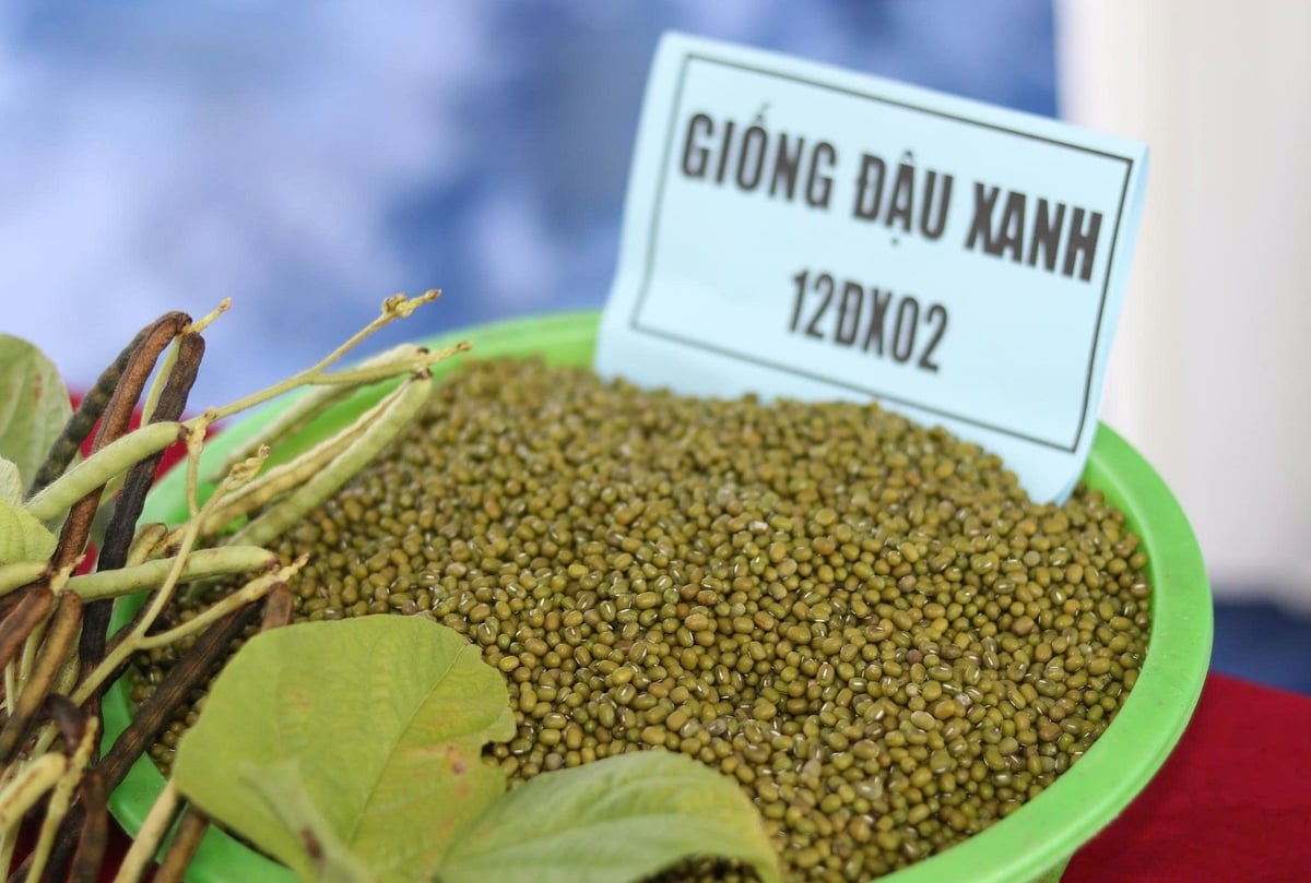 Hạt đậu rất bóng, to, đều màu. Ảnh: Thanh Nga.