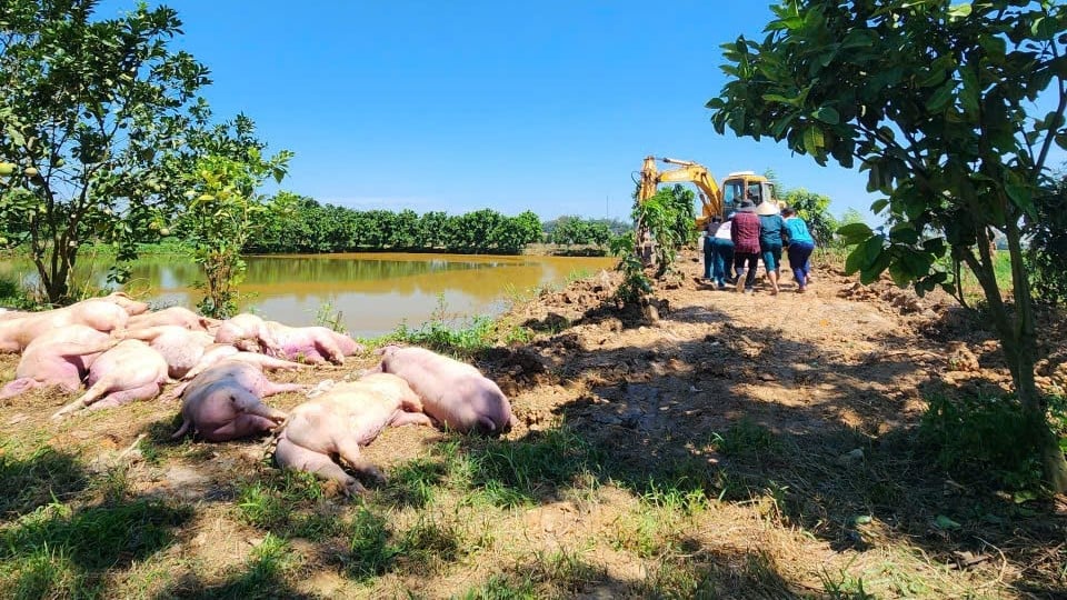 Quá nhiều rào cản, nút thắt đối với ngành chăn nuôi Nghệ An lúc này. Ảnh: Việt Khánh.