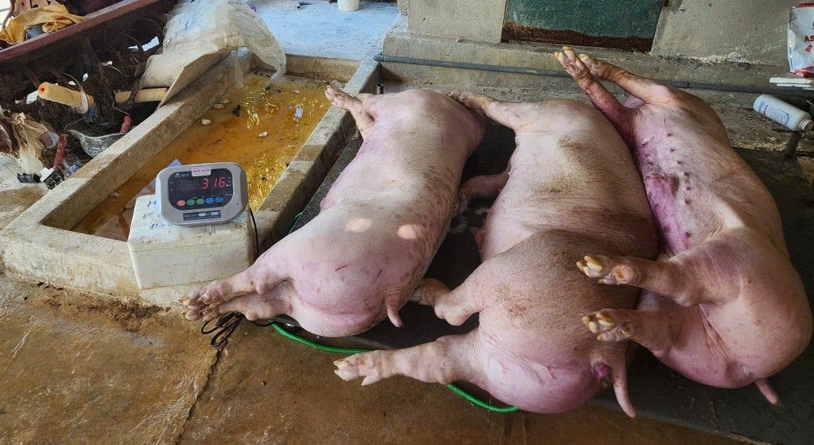 Người chăn nuôi trên địa bàn Nghệ An đang điêu đứng vì dịch tả lợn Châu Phi.Ảnh: Việt Khánh.