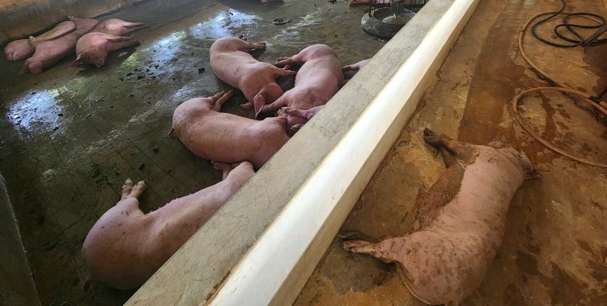 Dịch bệnh thú y, đặc biệt là dịch tả lợn Châu Phi khiến nhiều hộ nuôi lao đao trong những năm qua. Ảnh: Việt Khánh.