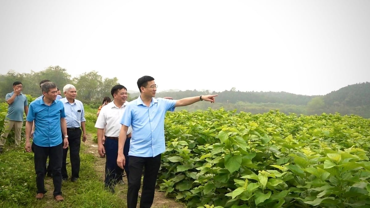 Ông Hà Đức Anh - Bí thư Đảng ủy xã Mậu A thăm cánh đồng dâu tằm của xã. Ảnh: Mỹ Vân.