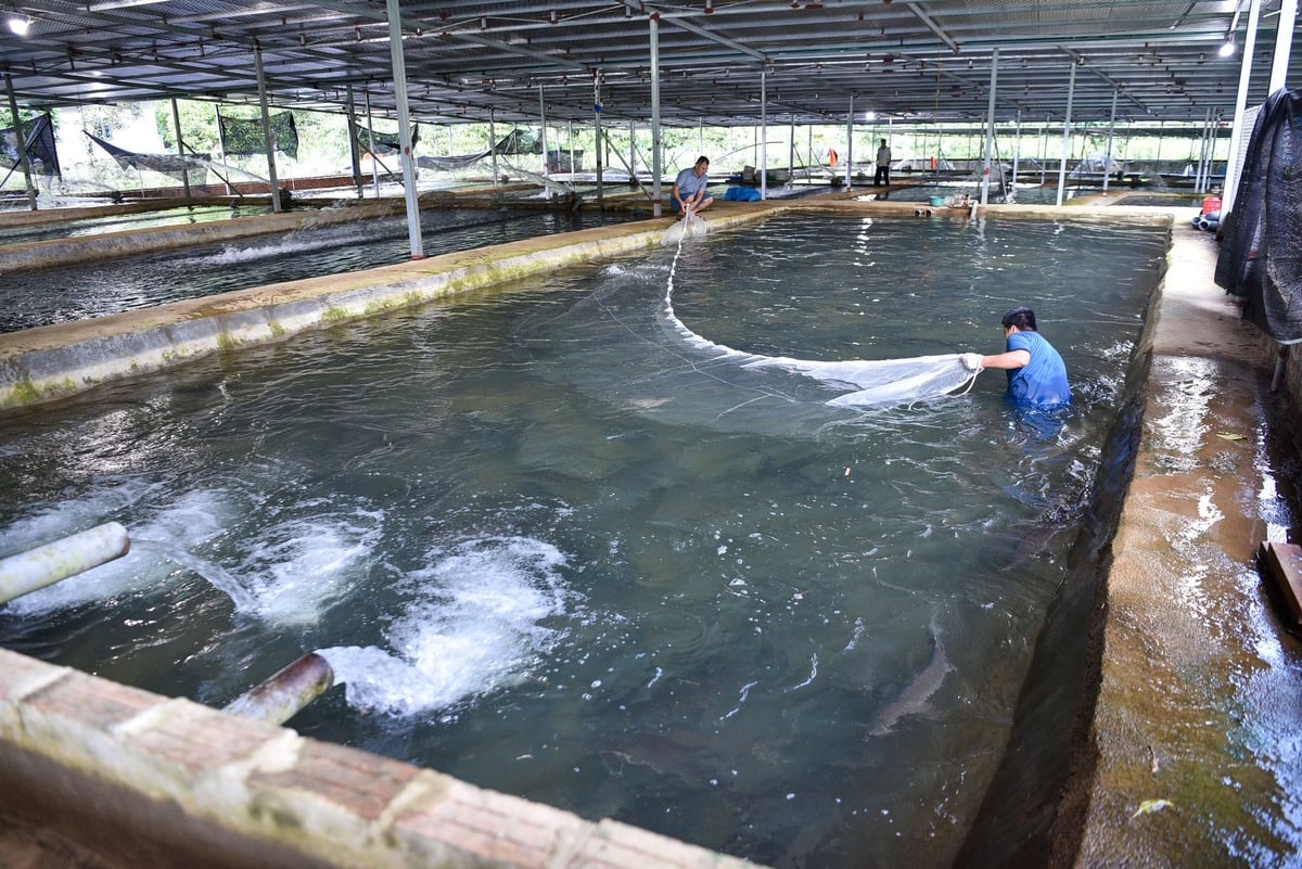 Kéo lưới bắt cá. Ảnh: Dương Đình Tường. Kéo lưới bắt cá. Ảnh: Dương Đình Tường.