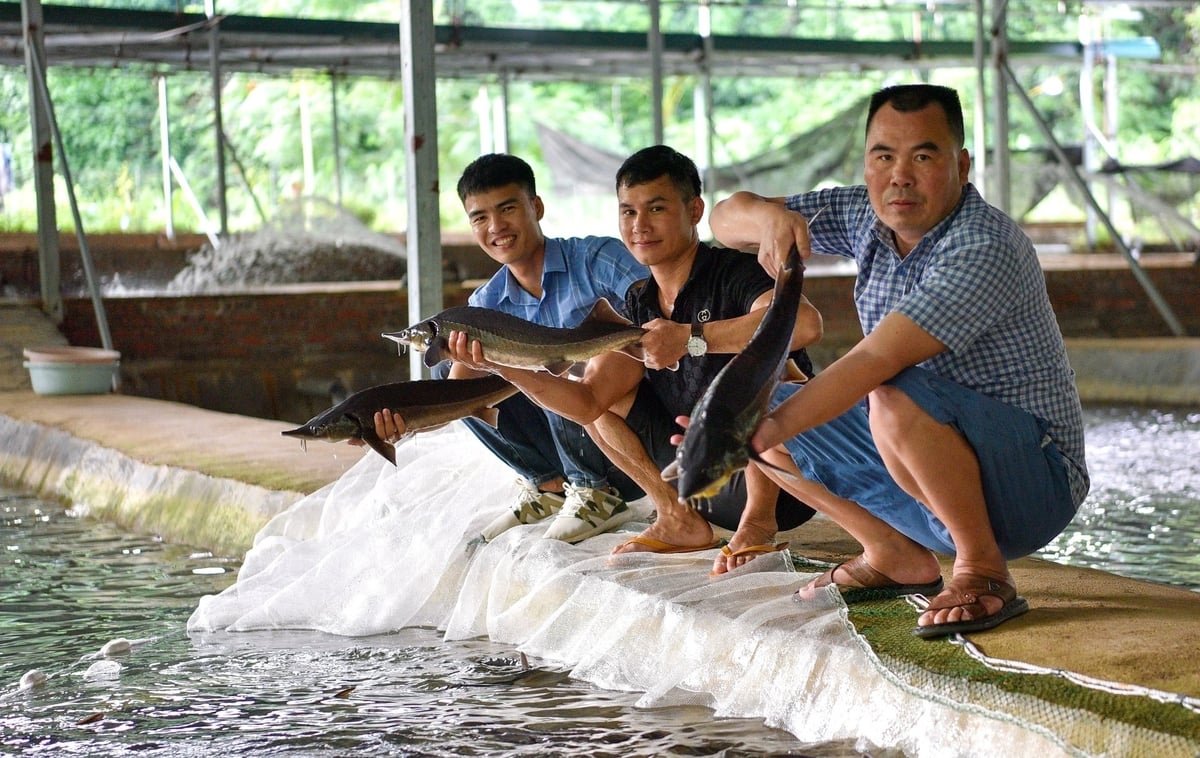 Anh Bùi Văn Lắm (ngoài cùng bên phải) đang kiểm tra cá tầm. Ảnh: Dương Đình Tường. Anh Bùi Văn Lắm (ngoài cùng bên phải) đang kiểm tra cá tầm. Ảnh: Dương Đình Tường.