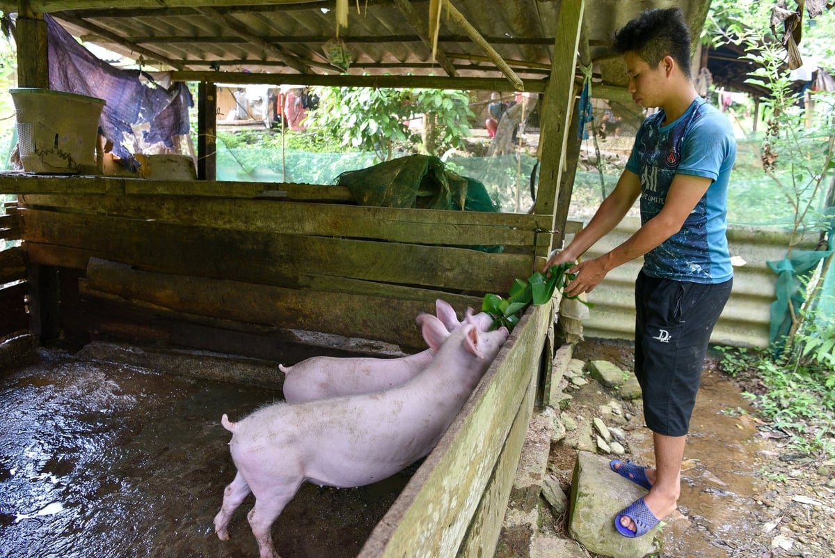 Lý A Dơ đang chăm đôi lợn để chuẩn bị cho đám cưới của mình sau 5 năm lấy vợ. Ảnh: Dương Đình Tường. Lý A Dơ đang chăm đôi lợn để chuẩn bị cho đám cưới của mình sau 5 năm lấy vợ. Ảnh: Dương Đình Tường.
