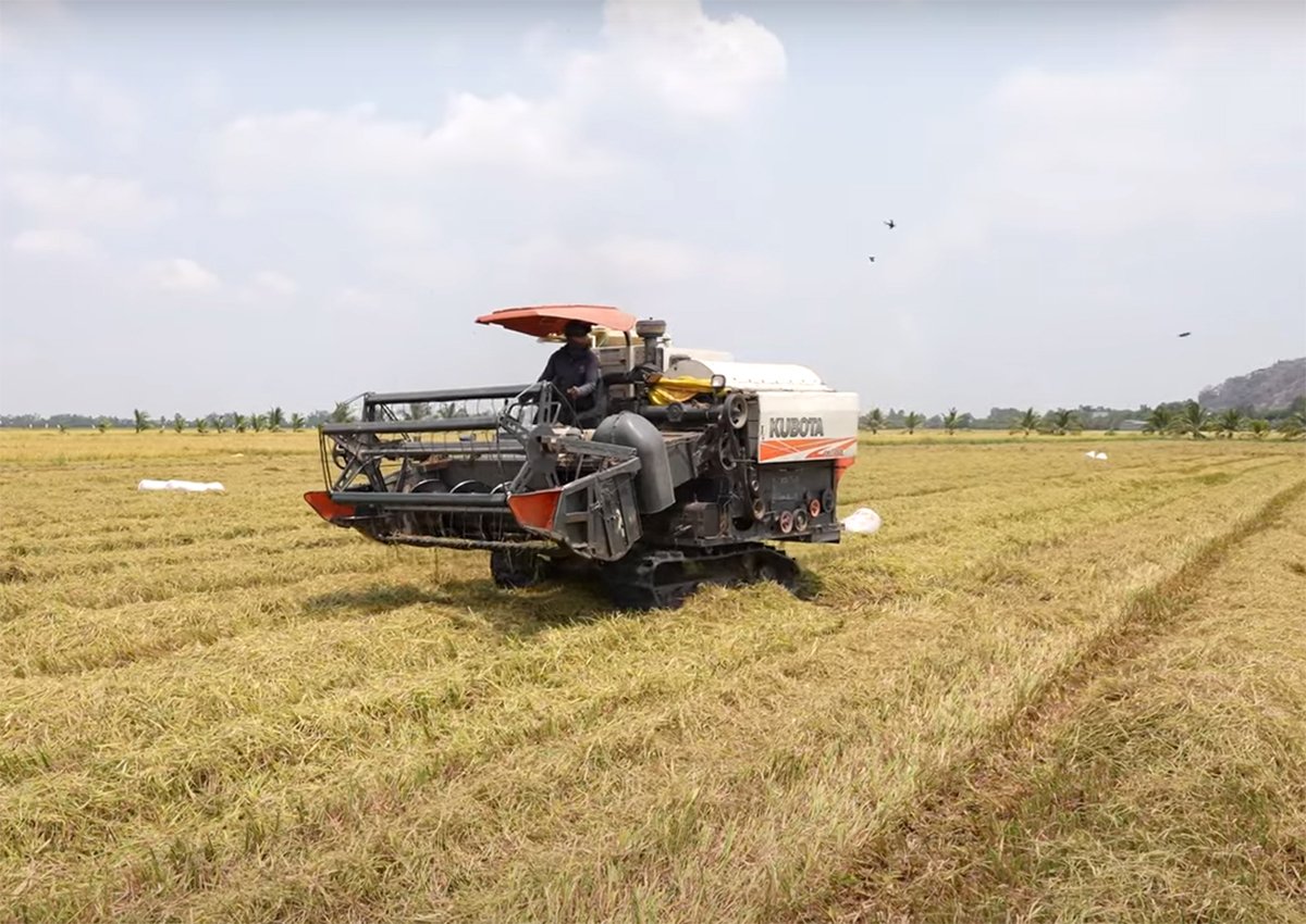 Rice harvest in An Giang province. Photo: Thanh Son.