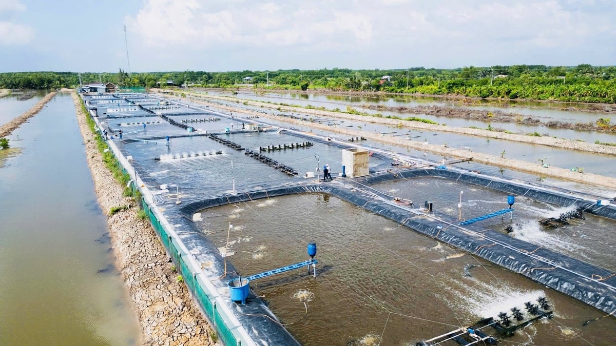 Khu nuôi tôm công nghệ cao áp dụng mô hình tuần hoàn nước tại Cà Mau. Ảnh: Trọng Linh.