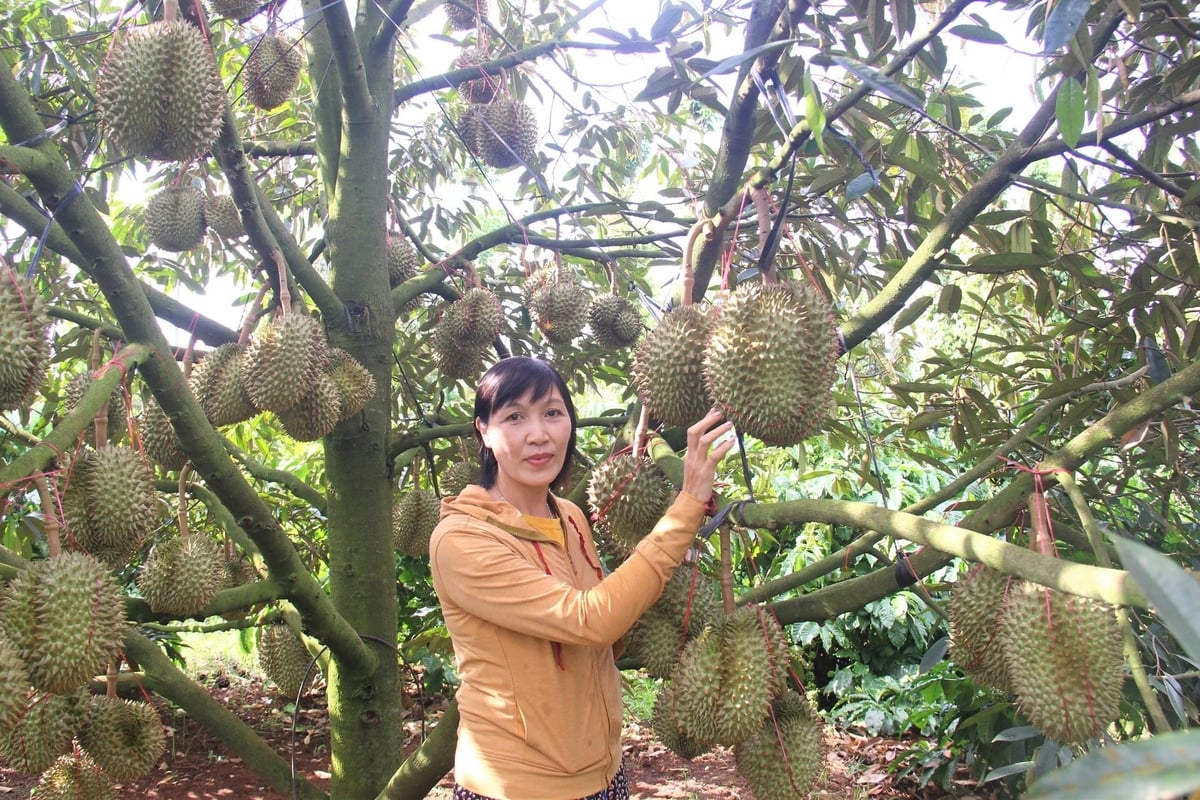 Nhờ áp dụng mô hình trồng xen canh khoa học, cây cà phê, hồ tiêu, sầu riêng của chị Nhung đều cho năng suất rất tốt. Ảnh: Tuấn Trần. Nhờ áp dụng mô hình trồng xen canh khoa học, cây cà phê, hồ tiêu, sầu riêng của chị Nhung đều cho năng suất rất tốt. Ảnh: Tuấn Trần.