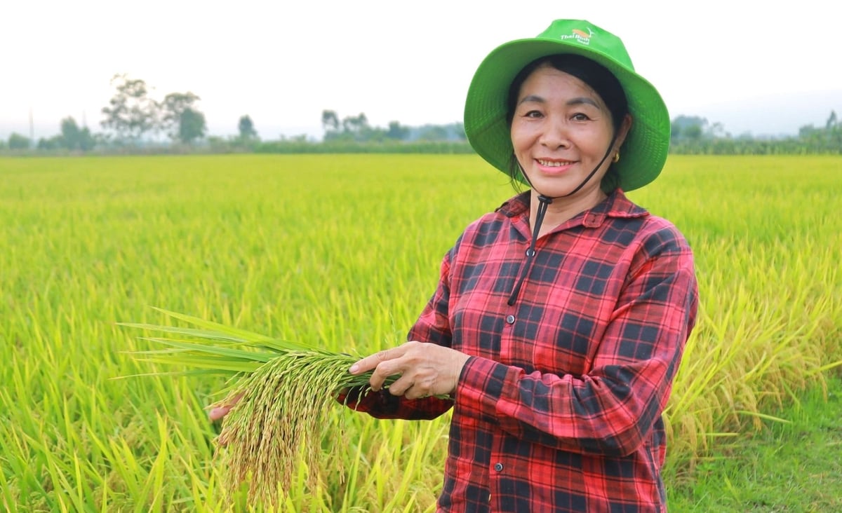 Gia đình bà Phan Thị Hòa hưởng trọn niềm vui khi lúa TBR97 bội thu. Ảnh: Ngọc Linh. Gia đình bà Phan Thị Hòa hưởng trọn niềm vui khi lúa TBR97 bội thu. Ảnh: Ngọc Linh.