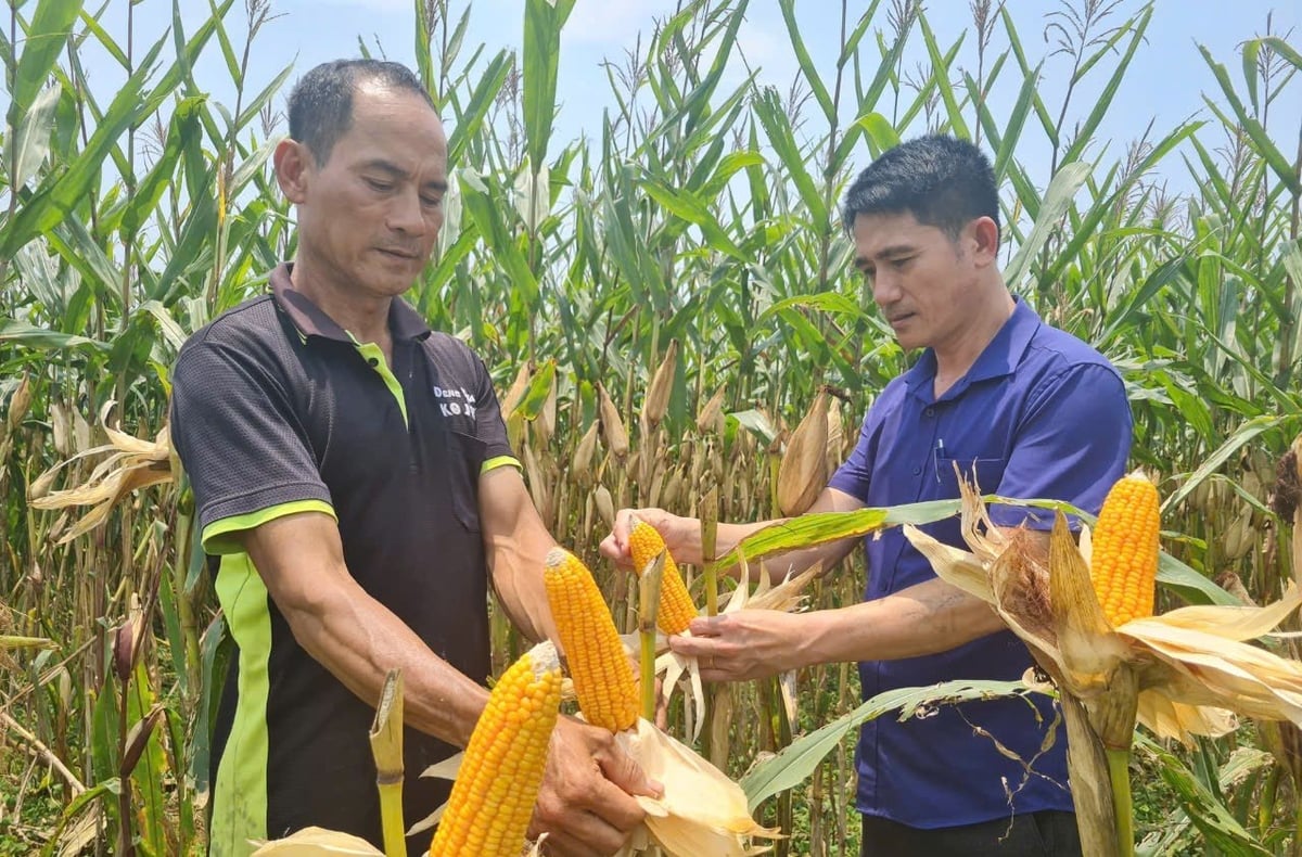 Ngô vẫn là cây trồng chủ lực trong vụ đông năm nay của Nghệ An. Ảnh: Ngọc Linh.