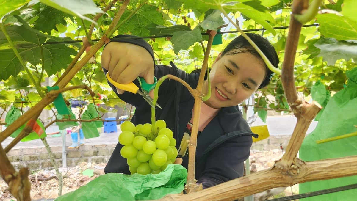 Chị Nguyễn Thị Phương phấn khởi thu hoạch lứa nho đầu tiên sau 1 năm chăm sóc. Ảnh: Nguyễn Thành.