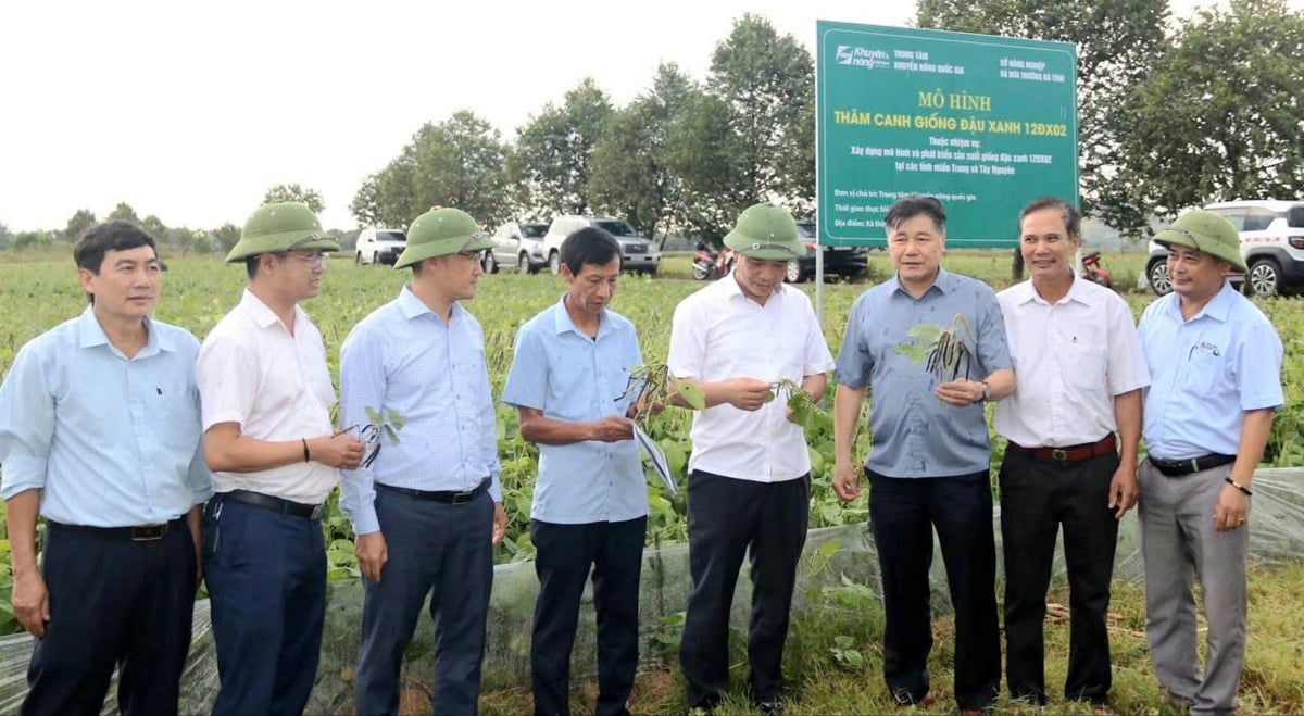 Giống đậu xanh 12ĐX02 thích nghi tốt trên đồng đất Hà Tĩnh. Ảnh: Thanh Nga.