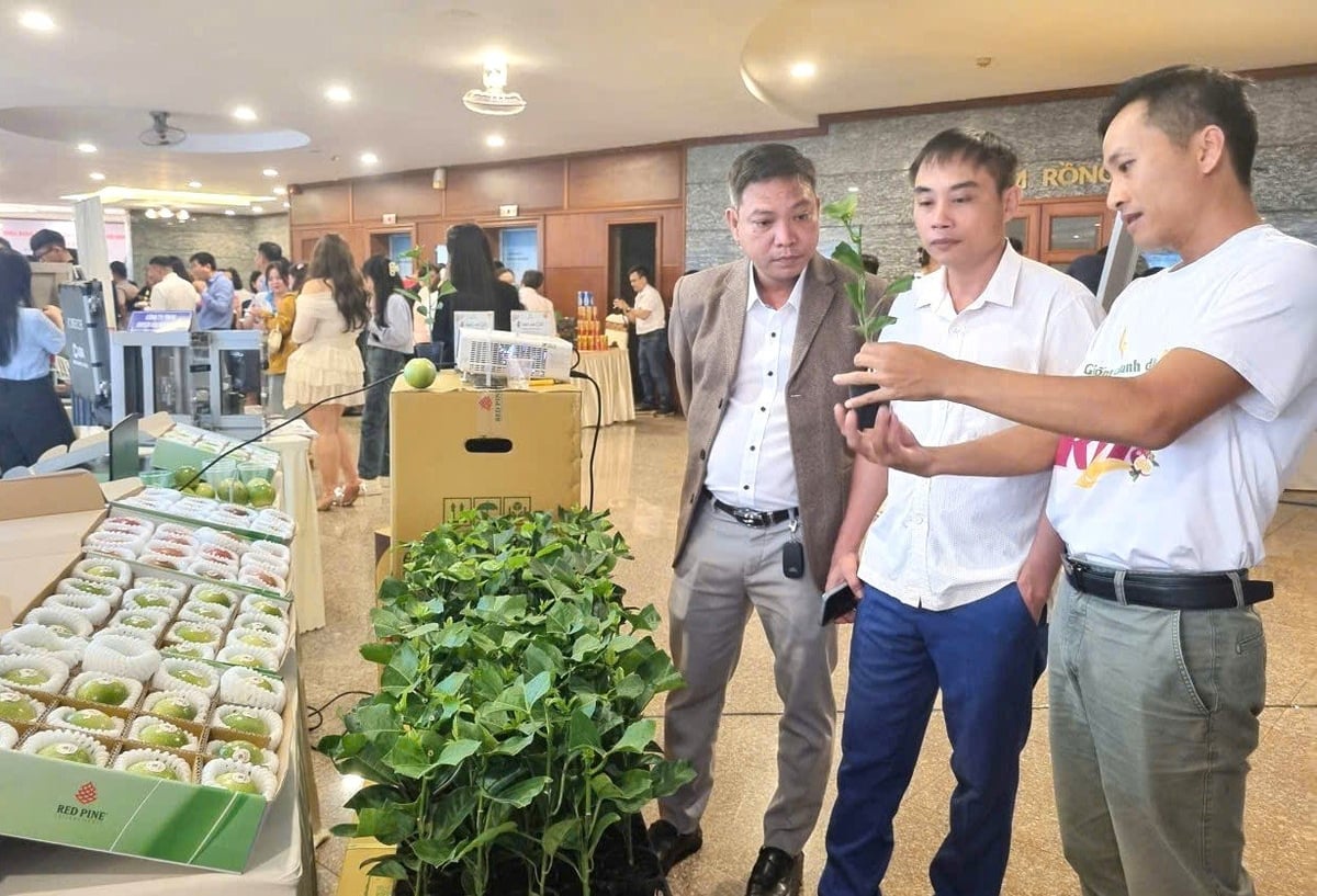 Chanh dây là mặt hàng nông sản đầy tiềm năng của Gia Lai. Ảnh: Tuấn Anh.
