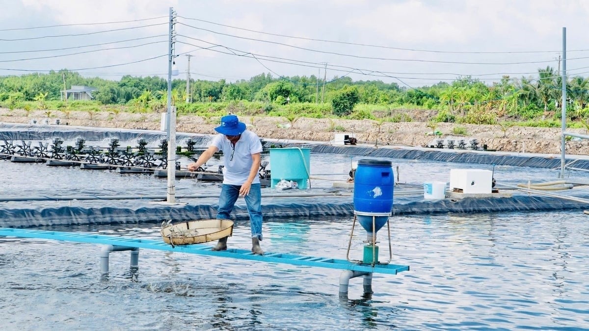 Beyond environmental effectiveness, the model also helps farmers reduce emissions. Photo: Trong Linh.