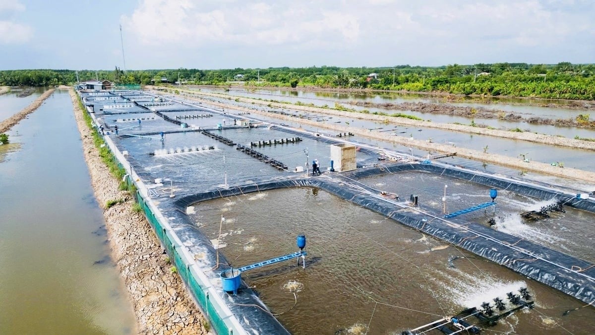 The high-tech shrimp farming area is applying the water recirculation model in Ca Mau. Photo: Trong Linh.