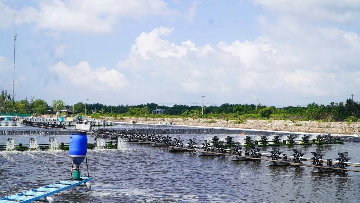 Recirculating shrimp farming – A new direction for Ca Mau fisheries. Photo: Trong Linh.