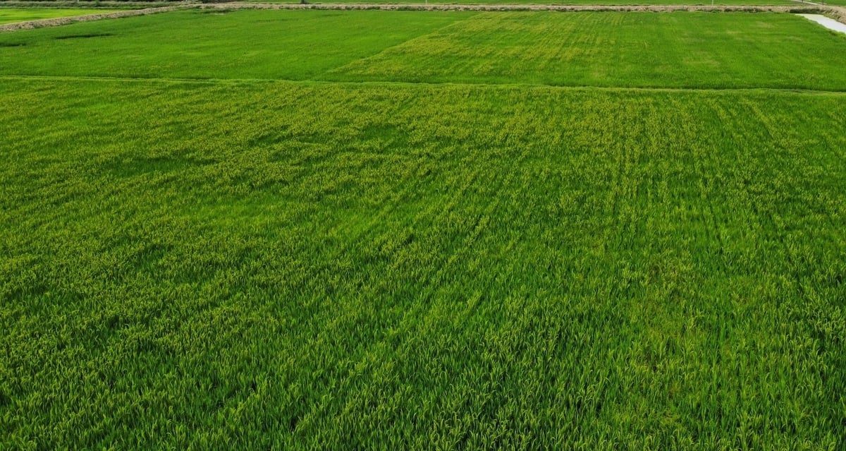 Cánh đồng của Hợp tác xã Dịch vụ nông nghiệp Trung Chính không còn bờ bao chằng chịt. Ảnh: Thanh Tâm.