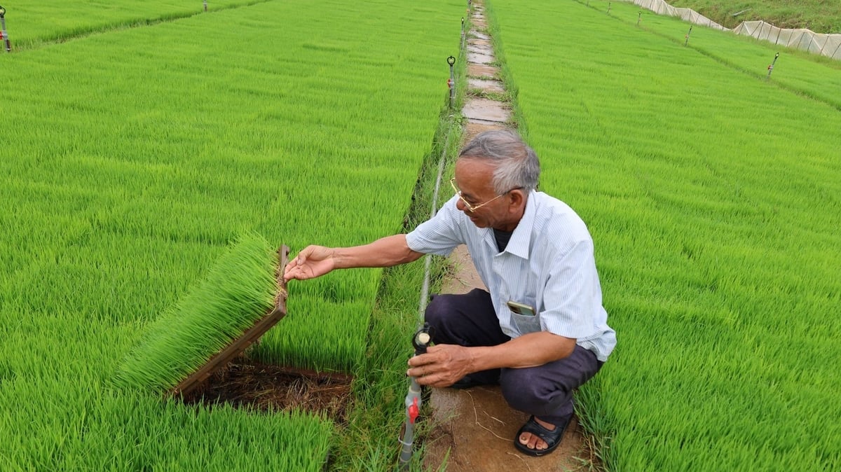 Ông Chung bên những luống mạ khay xanh mơn mởn. Ảnh: Thanh Tâm.