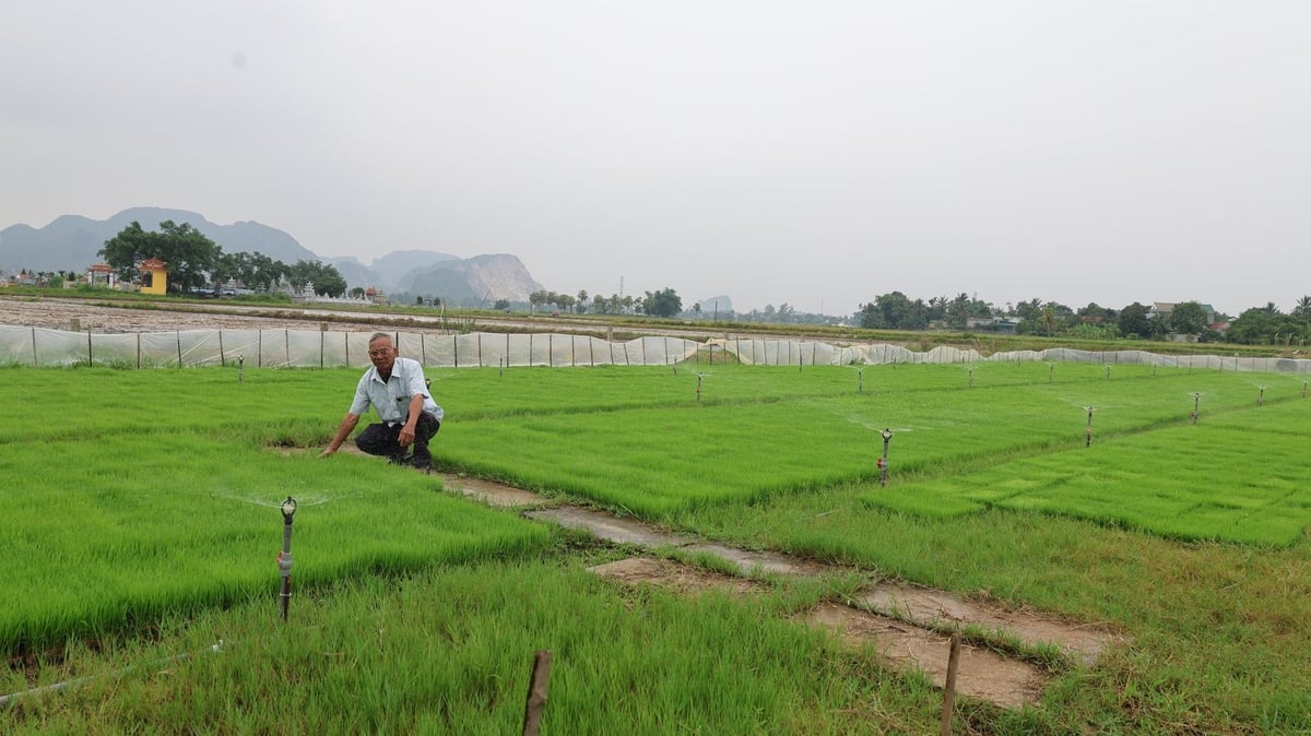 Khu vực làm mạ khay được lắp đặt hệ thống tưới tự động. Ảnh: Thanh Tâm.