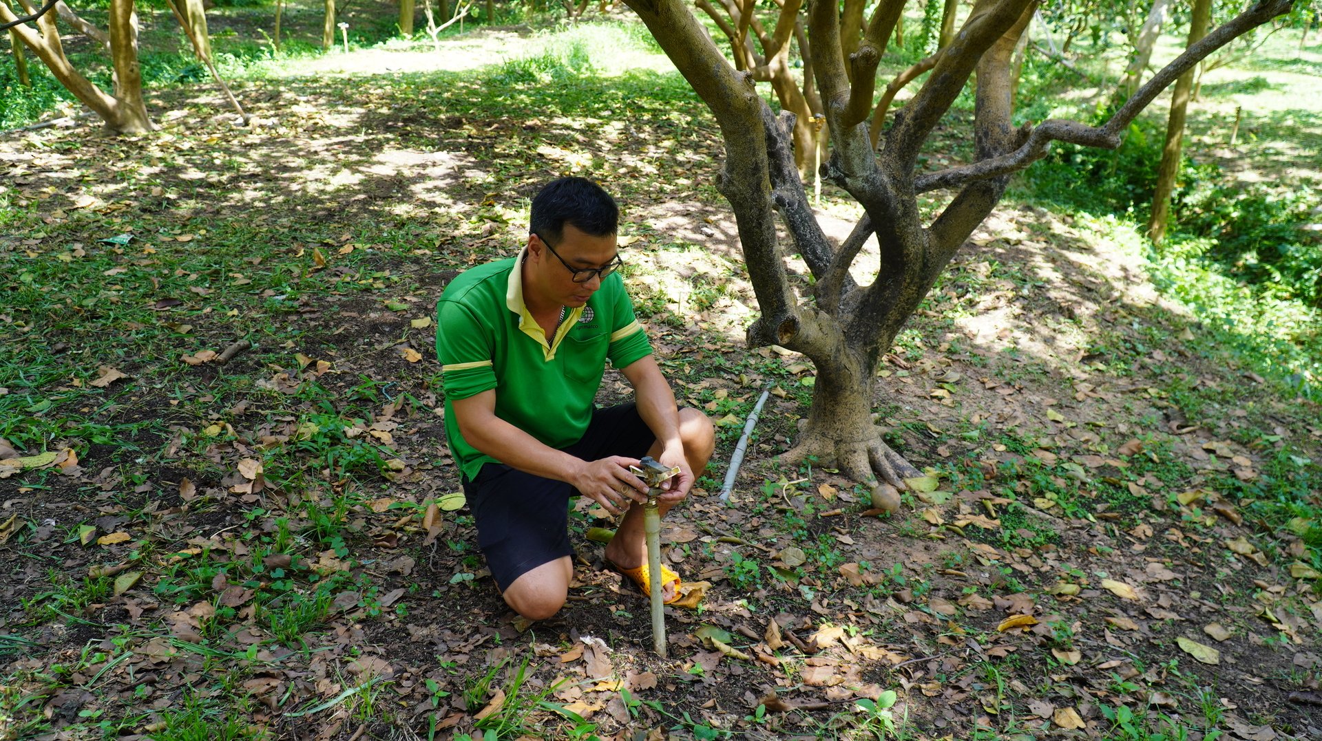 Anh Phương kiểm tra hệ thống béc tưới tự động, đảm bảo vườn bưởi hữu cơ được cung cấp nước đều và tiết kiệm. Ảnh: Trần Phi.