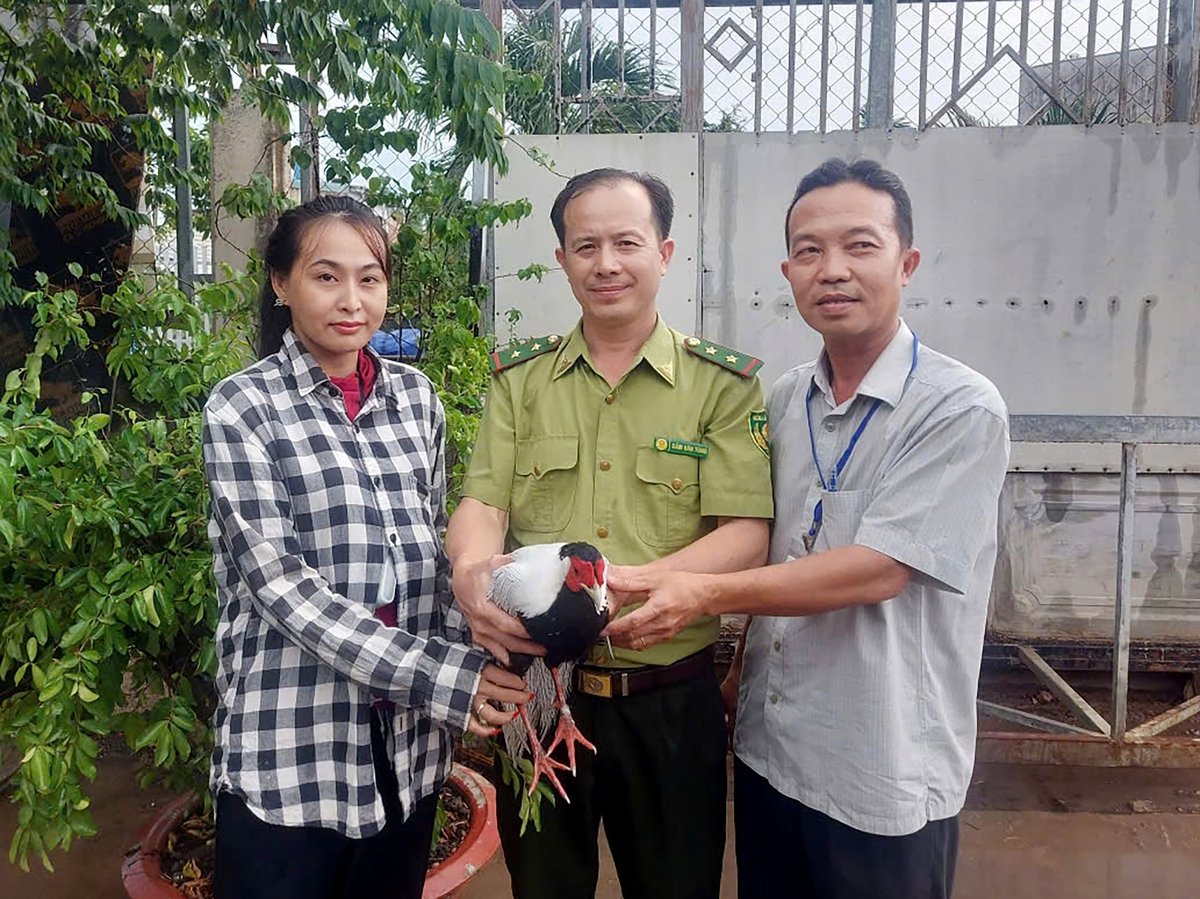Lực lượng kiểm lâm TP.HCM tiếp nhận chú gà lôi trắng để chăm sóc, sớm thả về tự nhiên. Ảnh: Nguyễn Thủy. Lực lượng kiểm lâm TP.HCM tiếp nhận chú gà lôi trắng để chăm sóc, sớm thả về tự nhiên. Ảnh: Nguyễn Thủy.