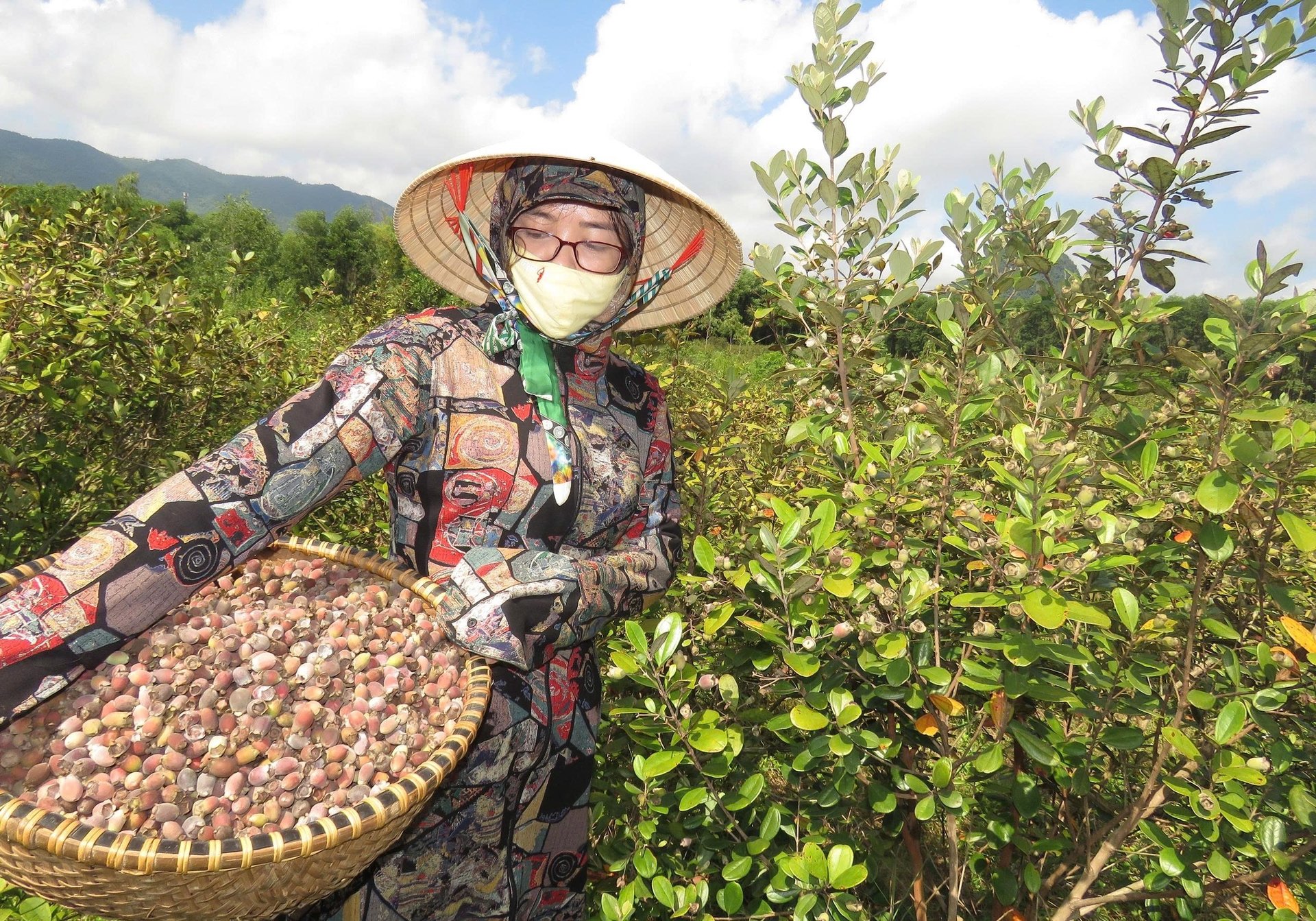 Người dân vùng đồi phấn khởi vì trồng cây sim cho thu nhập cao. Ảnh: T. Phùng.
