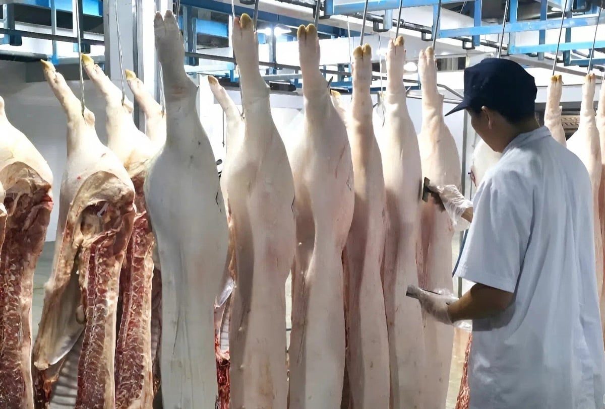 Ngành chăn nuôi và thú y Vĩnh Long tăng cường công tác kiểm soát giết mổ. Ảnh: Minh Đảm.