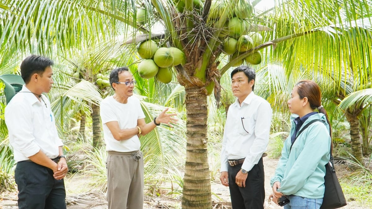 Lãnh đạo Phòng Kinh tế xã Cù Lao Dung tham quan vườn của gia đình ông Trần Thành Hòa. Ảnh: Kim Anh.