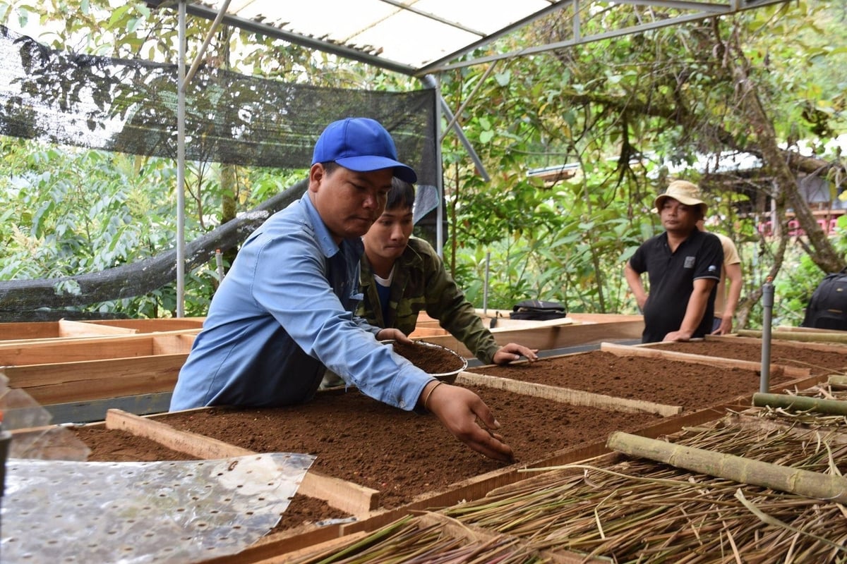 Đà Nẵng đang nỗ lực bảo tồn và phát triển nguồn gen sâm Ngọc Linh. Ảnh: Lan Anh.