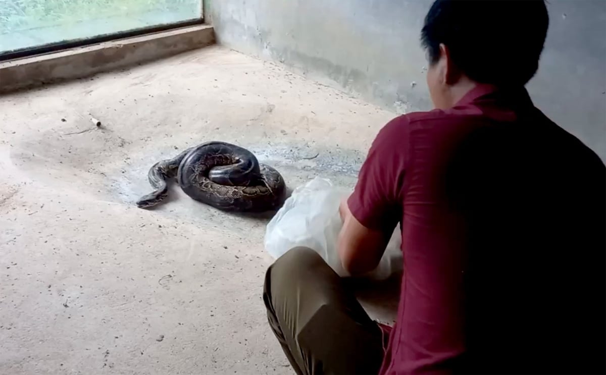 Cá thể trăn được người dân giao nộp. Ảnh: Nguyễn Thủy. Cá thể trăn được người dân giao nộp. Ảnh: Nguyễn Thủy.