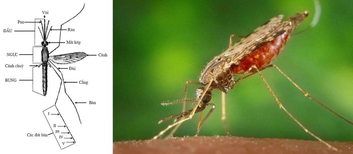 Sốt rét là bệnh truyền nhiễm do ký sinh trùng Plasmodium, lây truyền qua muỗi Anopheles, thường gặp ở các quốc gia nhiệt đới. Ảnh: Viện Sốt rét - Ký sinh trùng - Côn trùng TP Hồ Chí Minh.