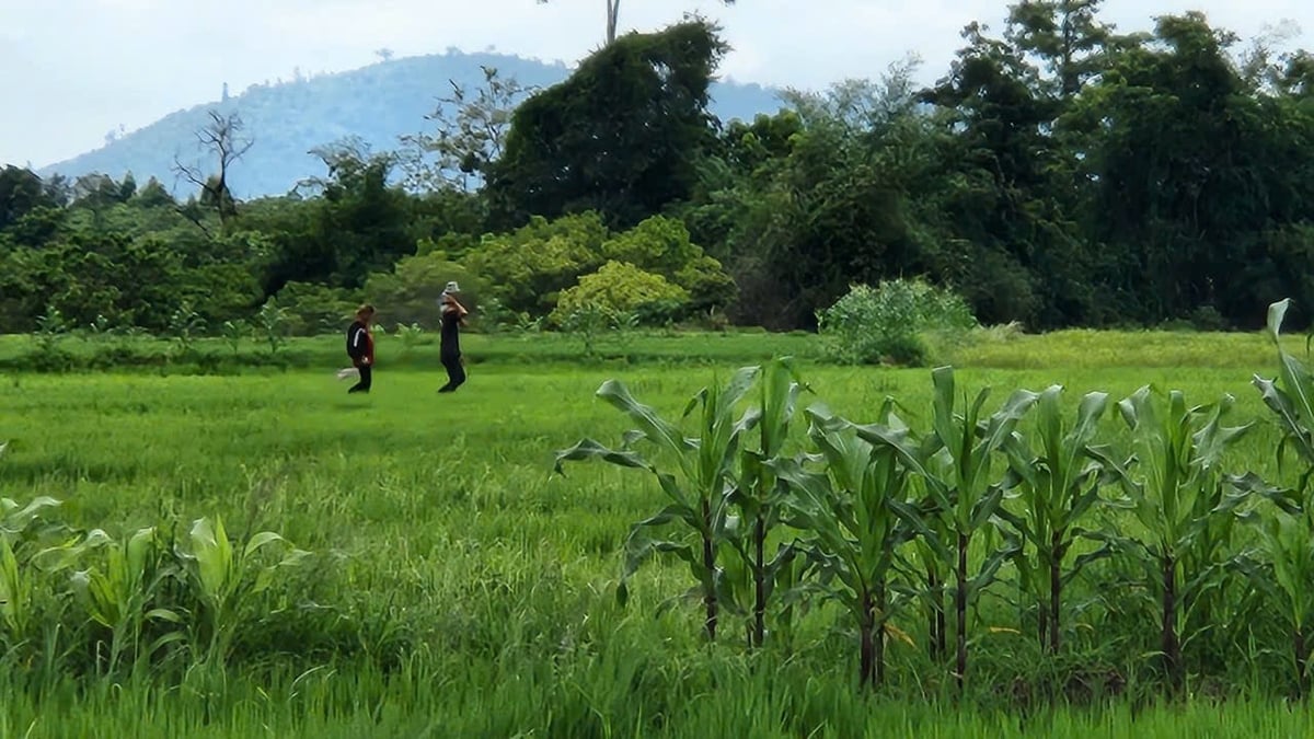 Đất sản xuất ở vùng Tây Gia Lai đang khát nước tưới mà dự án thủy lợi Ia Thul chưa thể khởi công được do vướng mắc đánh giá tác động môi trường. Ảnh: V.Đ.T.