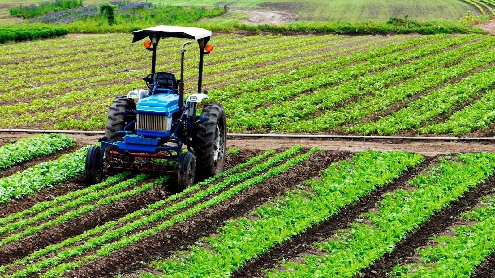 Nhiều công nghệ mới được áp dụng vào trồng trọt tại Bình Thuận. Ảnh: Huỳnh Sang.