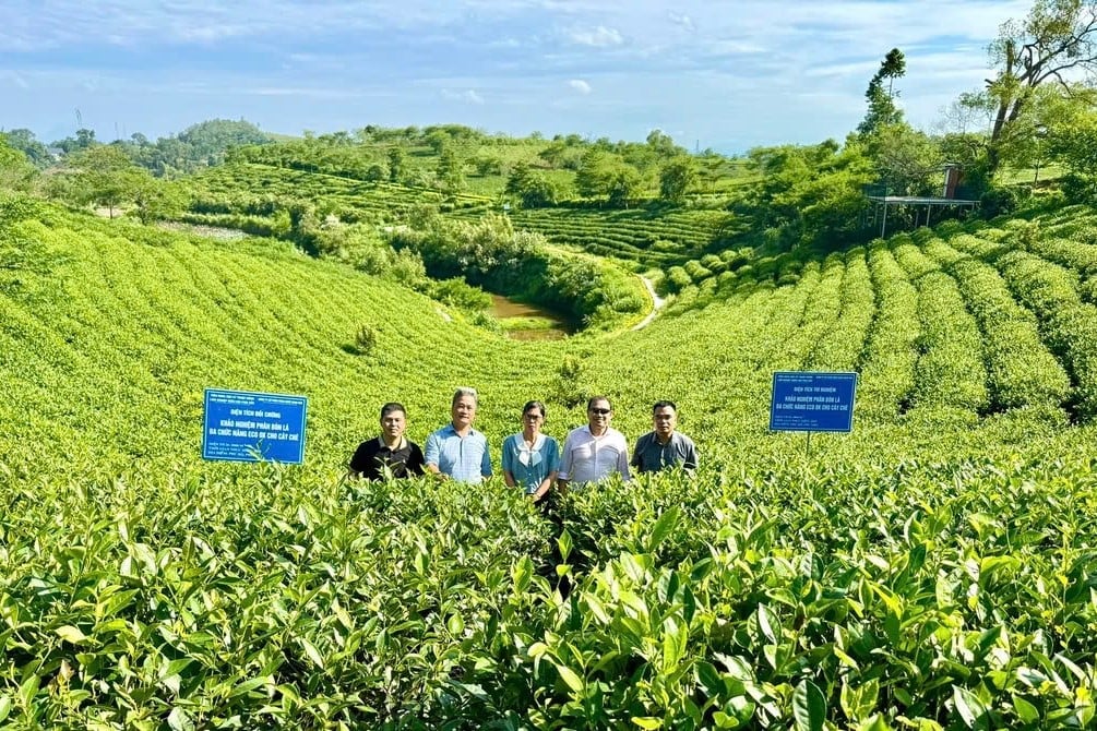 Tổng Giám Đốc BSB Nanotech tới thăm và làm việc tại Viện Khoa học Kỹ thuật Nông Lâm Nghiệp miền núi phía bắc trên cánh đồng chè ứng dụng sản phẩm ECO OK.