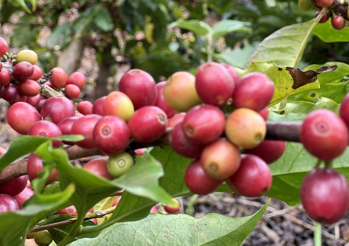 Vietnam’s coffee exports in the first seven months reached a record of USD 6 billion. Photo: Thanh Son.