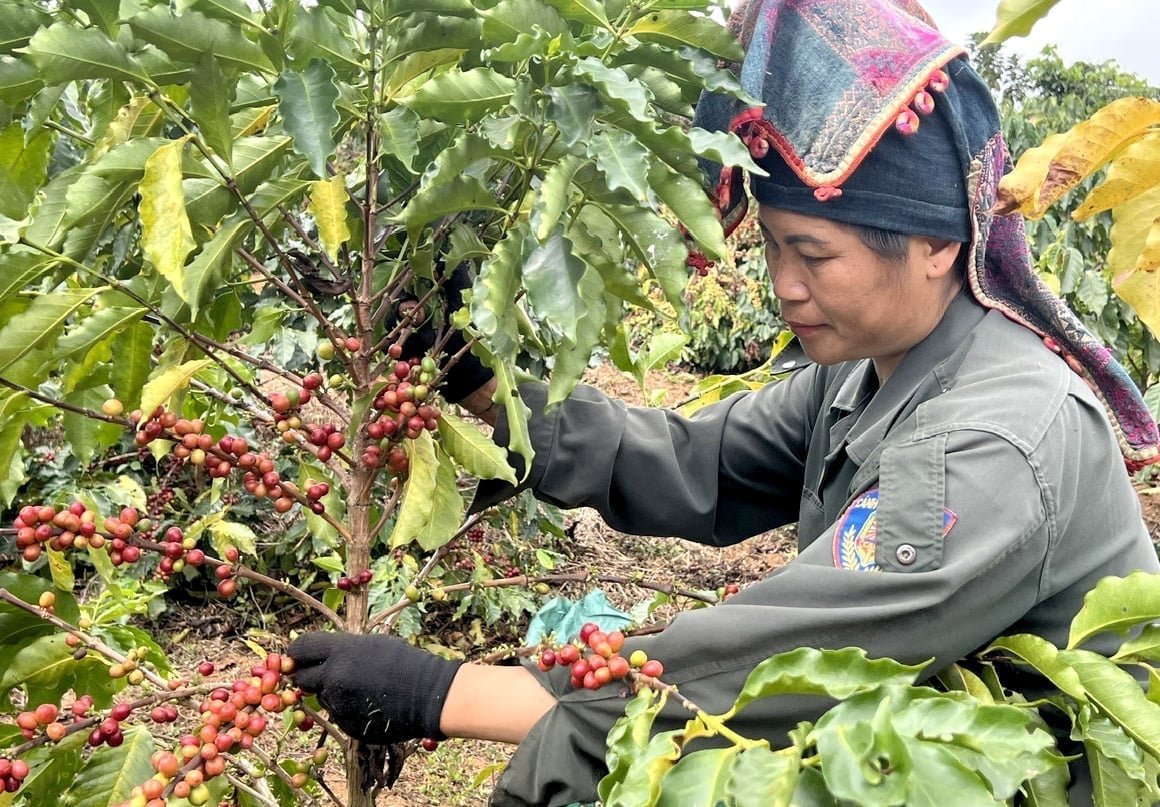 Farmers harvest Arabica coffee in Son La. Photo: Thanh Son.