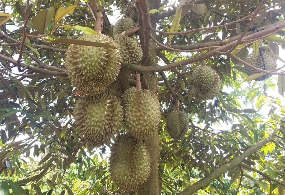 Việc sử dụng chất cấm như Vàng O sẽ bị nghiêm cấm. Sầu riêng chỉ được phép xuất khẩu khi đã được kiểm soát 100% từ khâu canh tác đến đóng gói. Ảnh: Tuấn Trần.