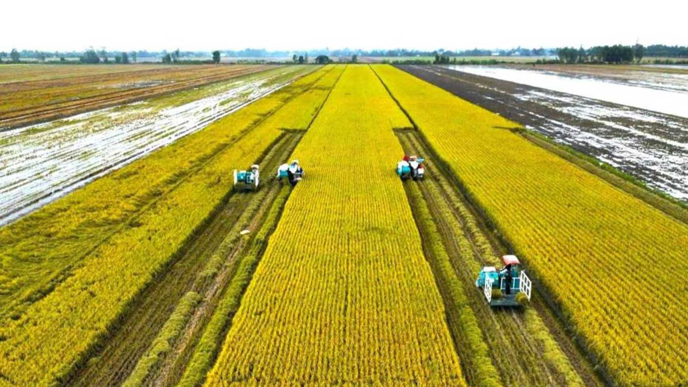 Thu hoạch lúa chất lượng cao, áp dụng quy trình canh tác phát thải thấp ở Cần Thơ. Ảnh: Tạ Quang. Thu hoạch lúa chất lượng cao, áp dụng quy trình canh tác phát thải thấp ở Cần Thơ. Ảnh: Tạ Quang.