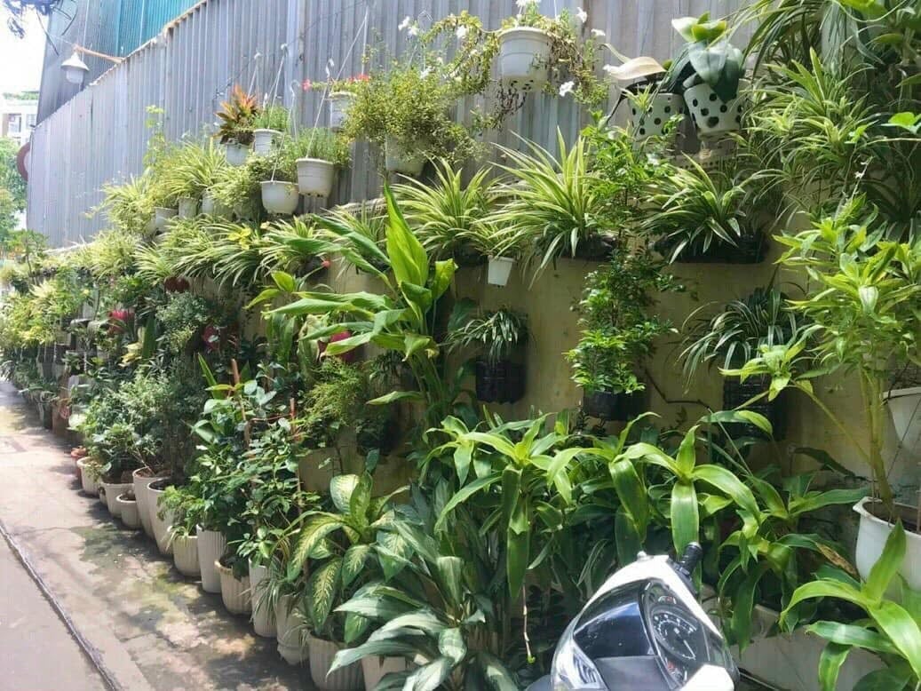 Người dân ở đường Lương Ngọc Quyến, phường An Nhơn phủ màu xanh lên các bức tường để tạo không gian xanh. Ảnh: Thục Vy.