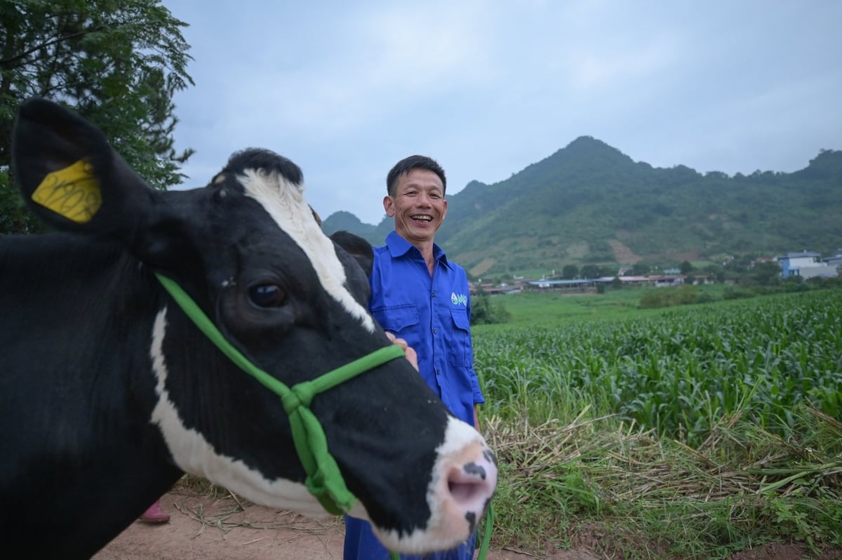 Hội Chăn nuôi Việt Nam cho rằng cần tìm giải pháp khôi phục đàn bò sữa chăn nuôi nông hộ. Ảnh: Tùng Đinh.
